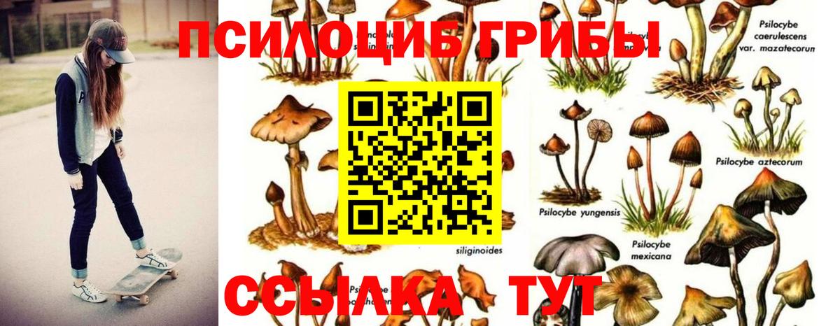 Мытищи  Псилоцибиновые грибы Psilocybe  Вход с VPN 